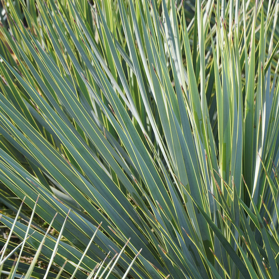 Blue Beaked Yucca - 2 Gallon