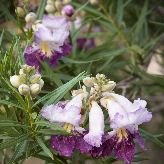 Timeless Beauty Desert Willow - 15 Gallon