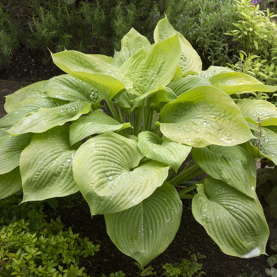 Hosta August Moon - 1 Gallon