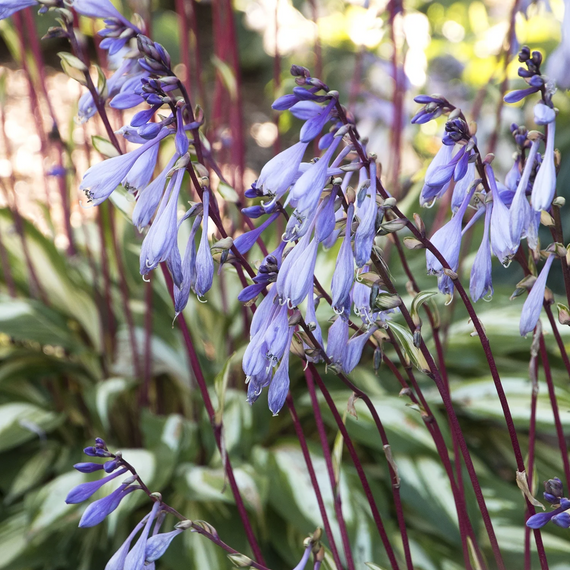 Cherry Berry Hosta