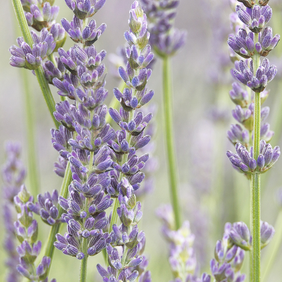 Riverina Thomas Lavender - 1 Gallon