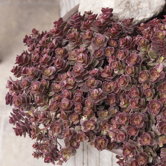 Bronze Carpet Stonecrop - 1 Gallon