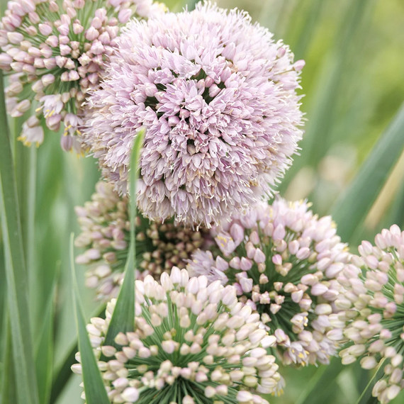 Bubble Bath Ornamental Onion - 1 Gallon