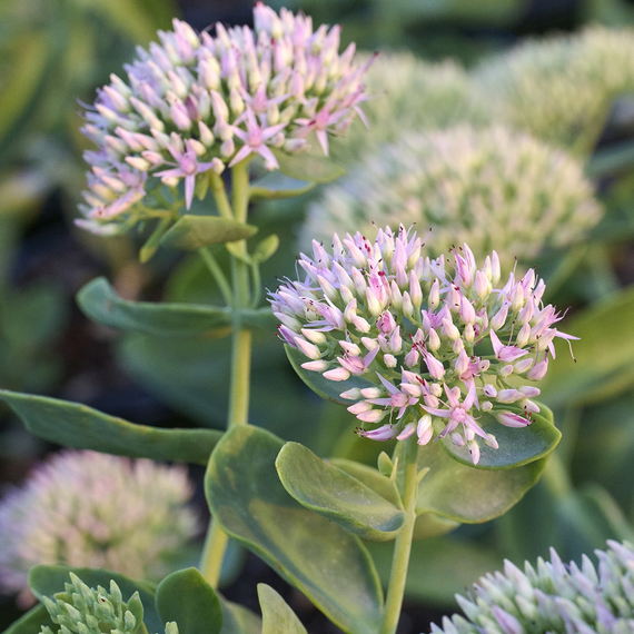 Evolution Pink Prism Sedum - 1 Gallon