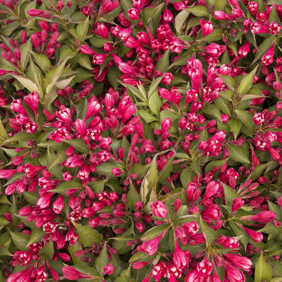Crimson Kisses Weigela