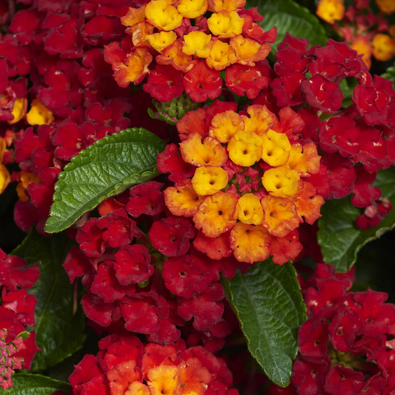 Hot Blooded Lantana - 2 Gallon