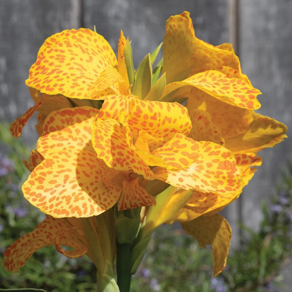 Cannova Gold Leopard Canna Lily - 2 Gallon