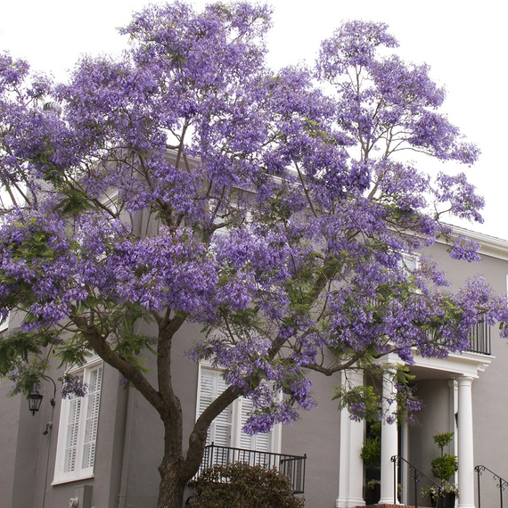 Jacaranda - 5 Gallon