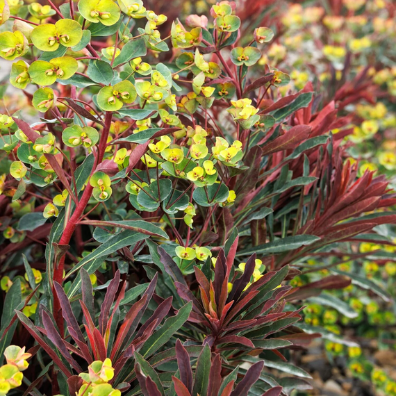 Miner's Merlot Spurge - 1 Gallon
