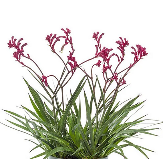 Kanga Burgundy Kangaroo Paw - 1 Gallon