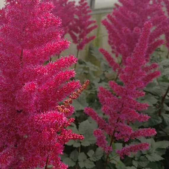Visions Volcano Astilbe - 1 Gallon