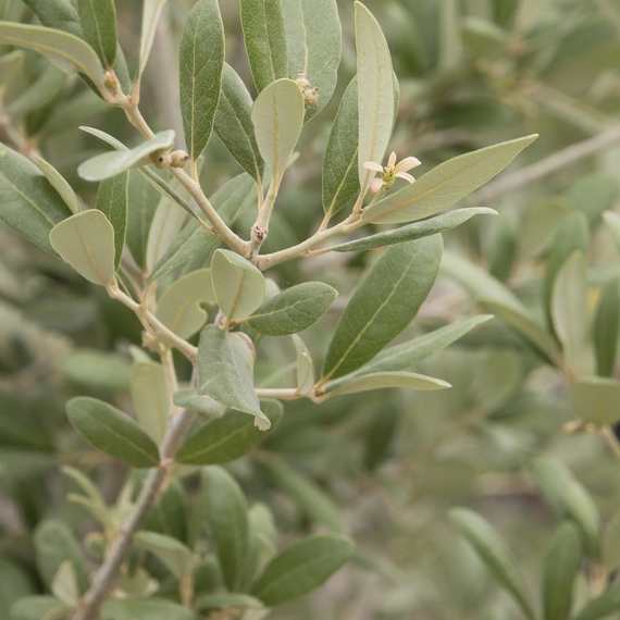 Joan Lionetti Texas Live Oak - 7 Gallon