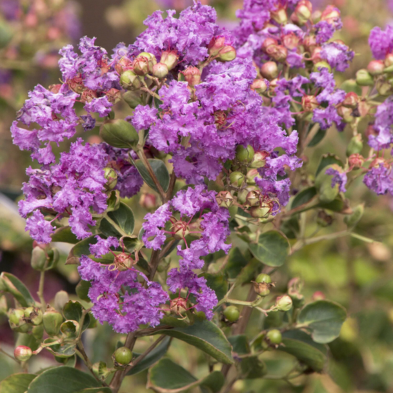 Catawba Crape Myrtle - 5 Gallon