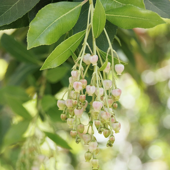 Marina Strawberry Tree - 5 Gallon