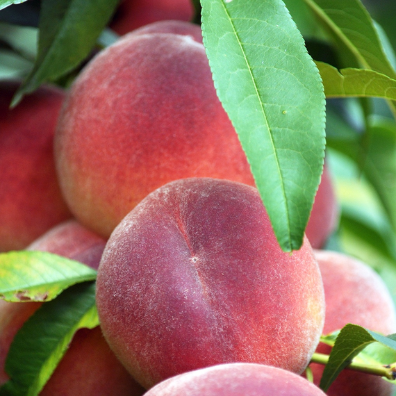 Sweet Sensation Peach - 7 Gallon