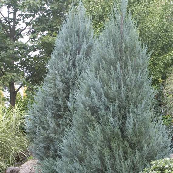 Moonglow Juniper - 1 Gallon