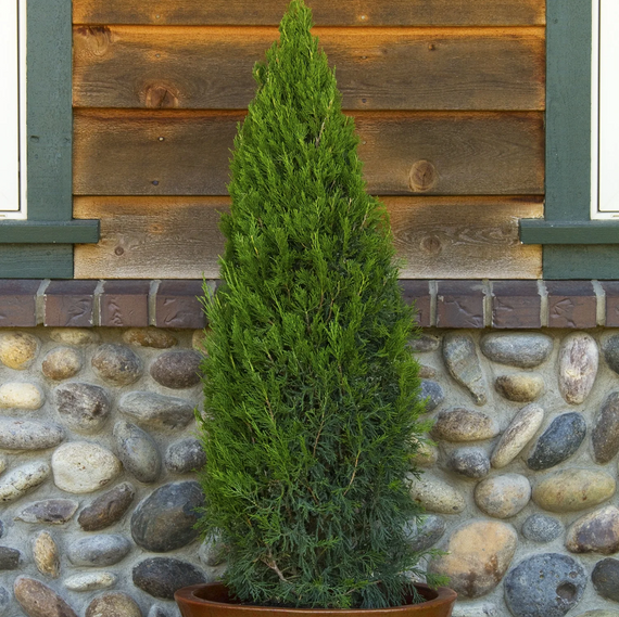 Spartan Juniper - 5 Gallon