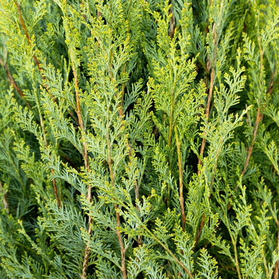 Spartan Juniper - 5 Gallon