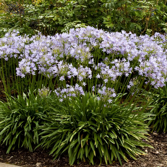 Agapanthus