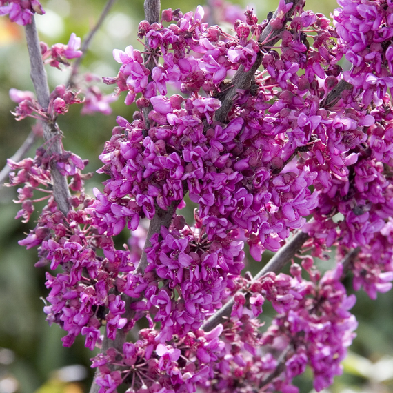 Oklahoma Redbud - 5 Gallon