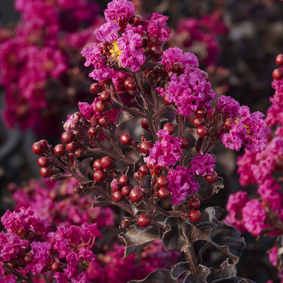 Summerlasting Raspberry Crape Myrtle - 2 Gallon