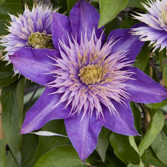 Multi Blue Clematis - 1 Gallon