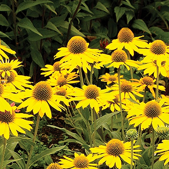 Kismet Yellow Coneflower - 1 Gallon
