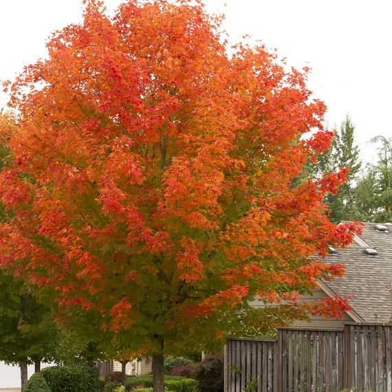 October Glory Red Maple - 5 Gallon