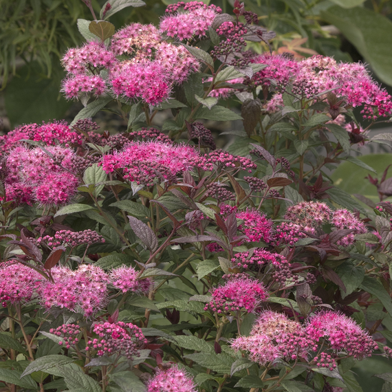Walberton's Plumtastic Spirea - 2 Gallon