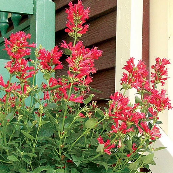 Kudos Red Agastache - 1 Gallon