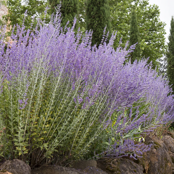 Russian Sage - 1 Gallon