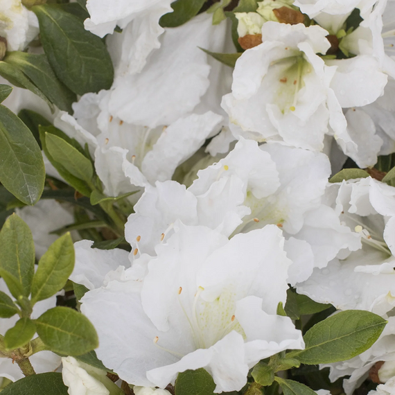 Azalea indica 'Alaska' (Rutherfordiana Hybrid) - 1 Gallon