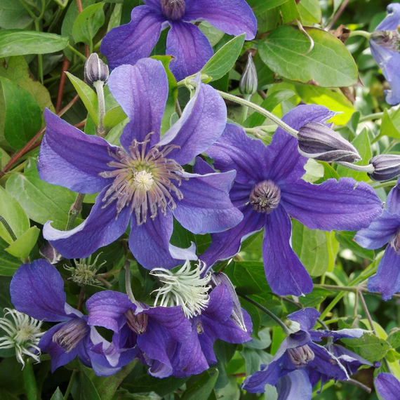 Sapphire Indigo Clematis - 2 Gallon