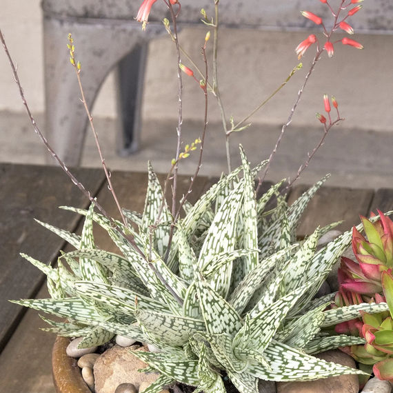 Retro Succulents Guido Aloe - 1 Gallon