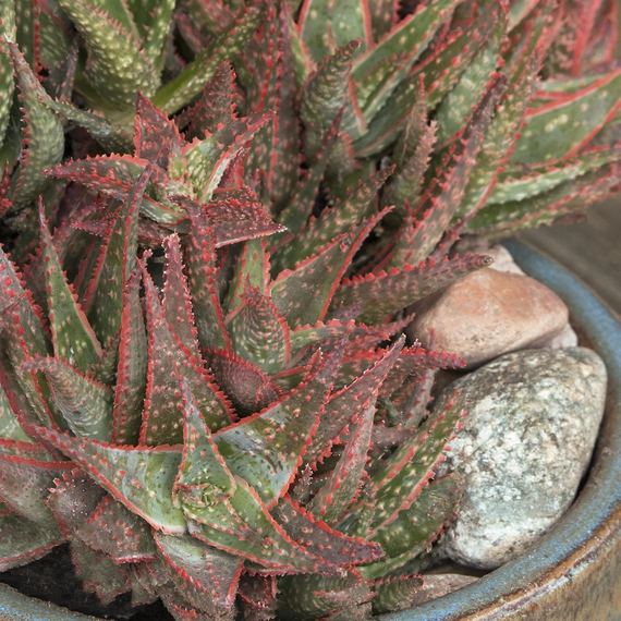 Christmas Carol Aloe - 1 Gallon