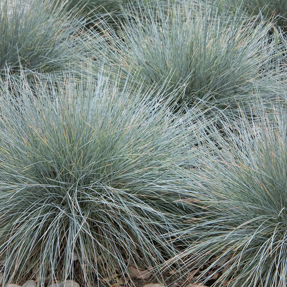 Elijah Blue Fescue - 1 Gallon