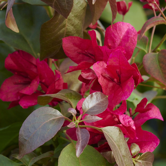 Burgundy Queen Bougainvillea - 1 Gallon