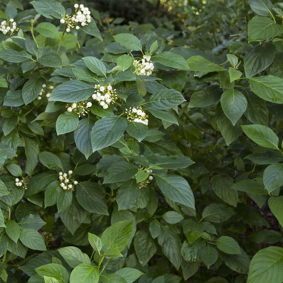 Yellow Twig Dogwood - 2 Gallon