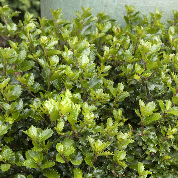 Emerald Magic Meserve Holly - 3 Gallon