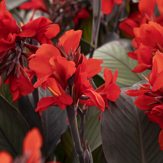 Cannova Bronze Scarlet Canna Lily - 2 Gallon