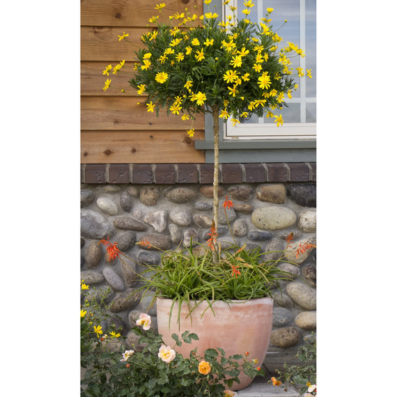 Green-Leaved Euryops Patio Tree Standard - 2 Gallon