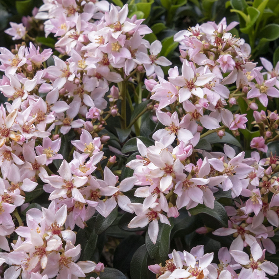 Ballerina Indian Hawthorn - 1 Gallon