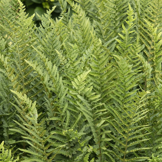 Jurassic T‑Rex Wood Fern - 2 Gallon