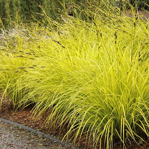 Bowles Golden Sedge - 1 Gallon