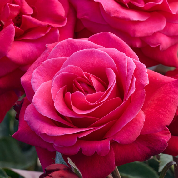 Eau De Parfum Bling Rose - 2 Gallon