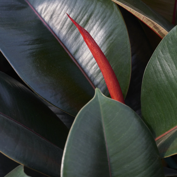 Burgundy Rubber Plant - 6 in.