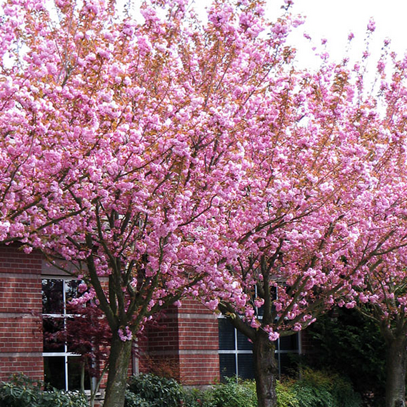 Kwanzan Cherry
