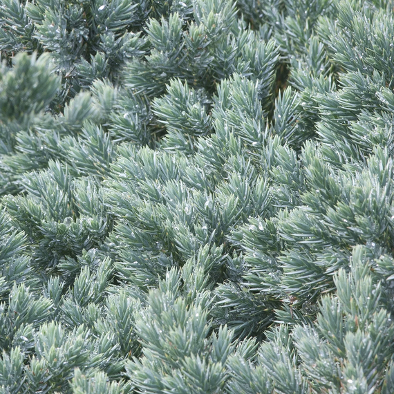 Blue Star Juniper