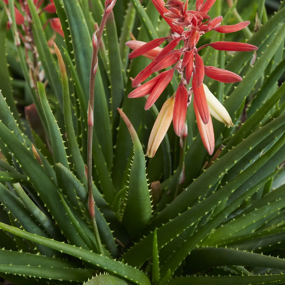 Safari Sunrise Aloe - 1 Gallon