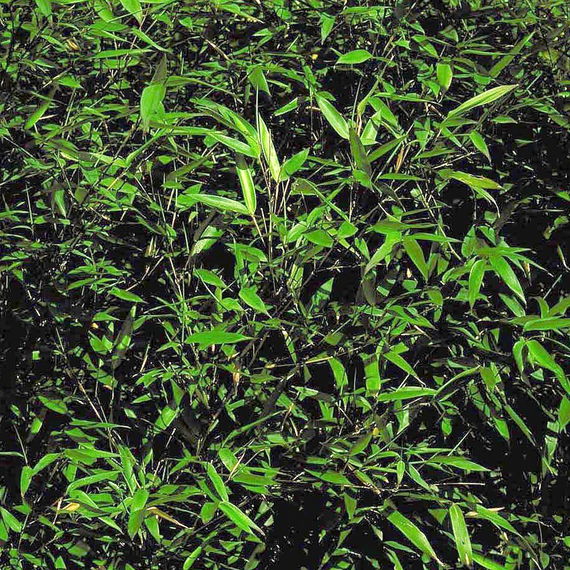 Yellow Groove Bamboo - 5 Gallon